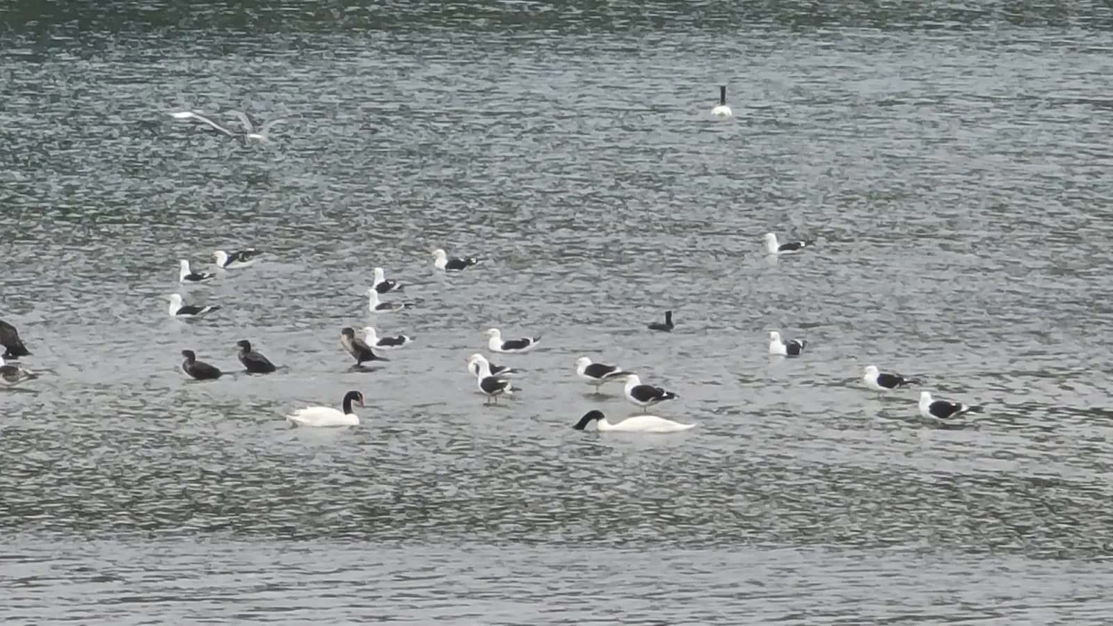Aves del borde costero - Imagen 1