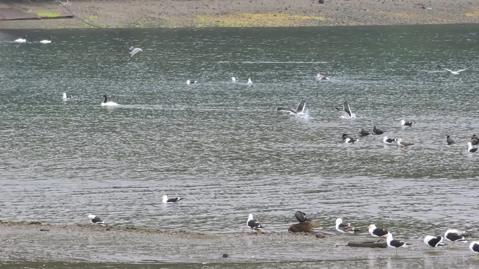 Aves del borde costero - Imagen 2