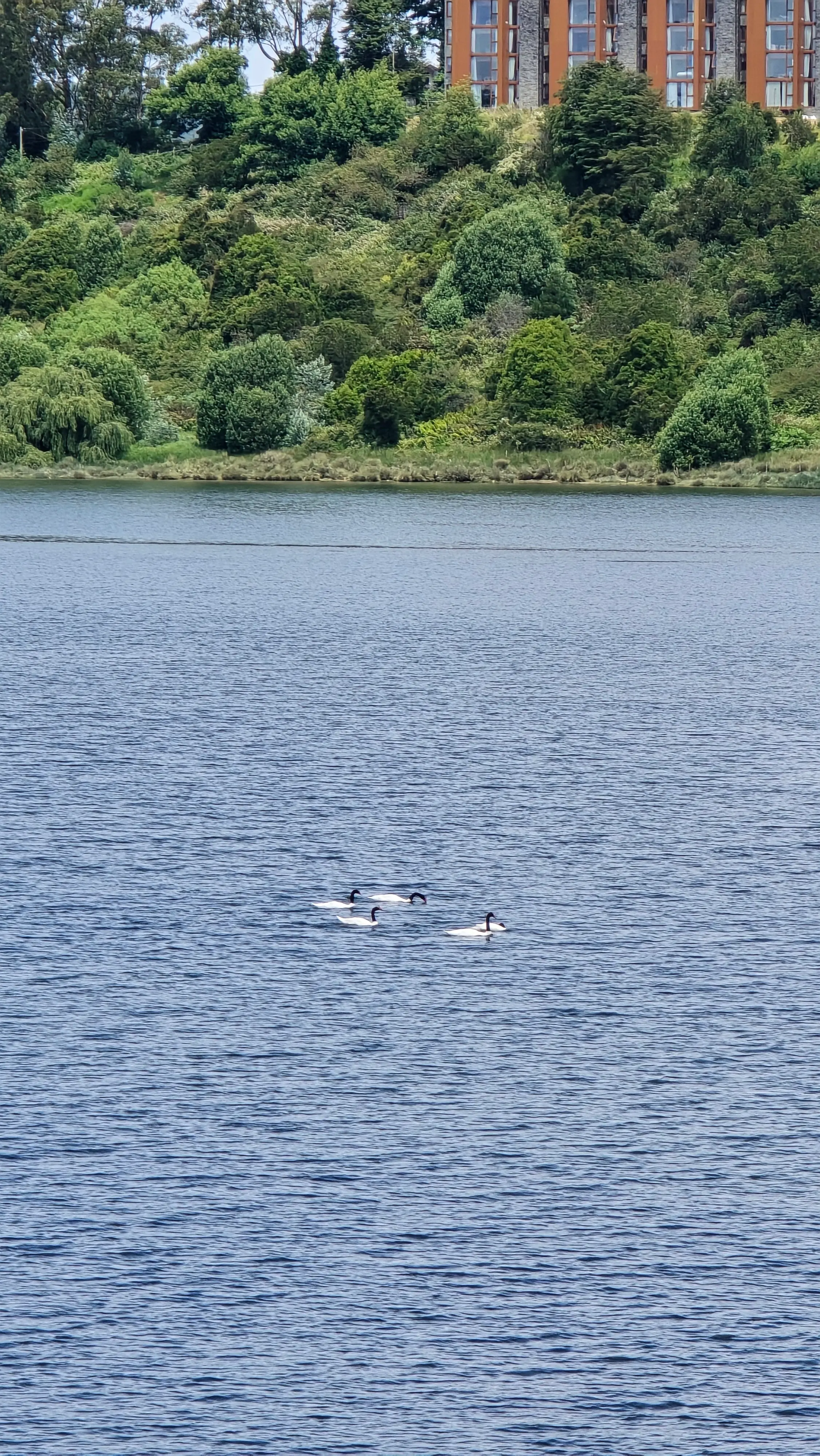 Aves del borde costero - Imagen 3